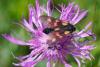 248114 – Photo : Lidine – France (67)